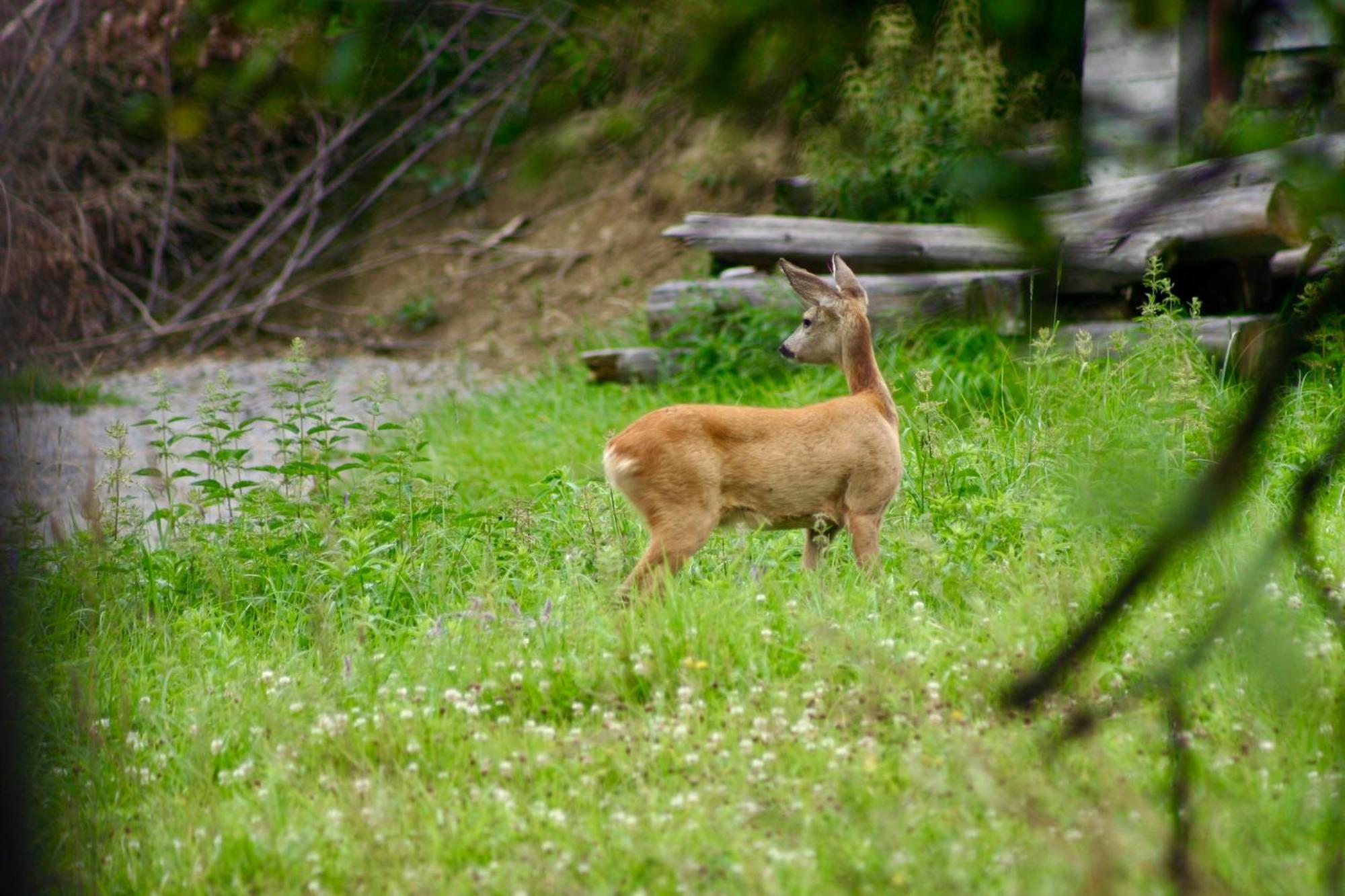 Black Deer - Z Sauna Na Tarasie, Jacuzzi I Widokiem Na Gory - By Deer Hills Luxury Apartments Kocon Eksteriør billede