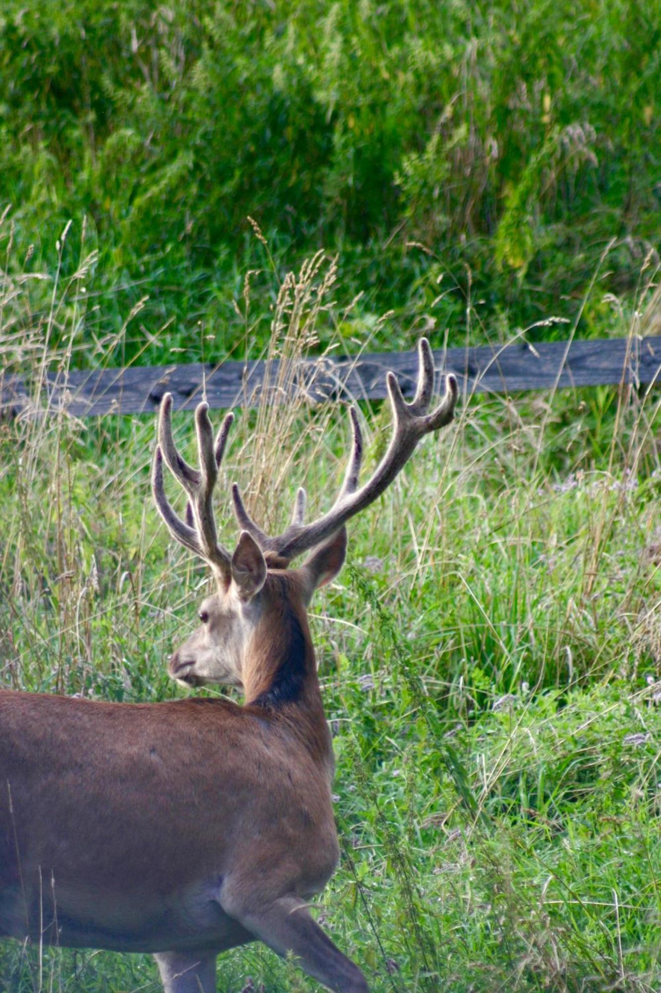 Black Deer - Z Sauna Na Tarasie, Jacuzzi I Widokiem Na Gory - By Deer Hills Luxury Apartments Kocon Eksteriør billede